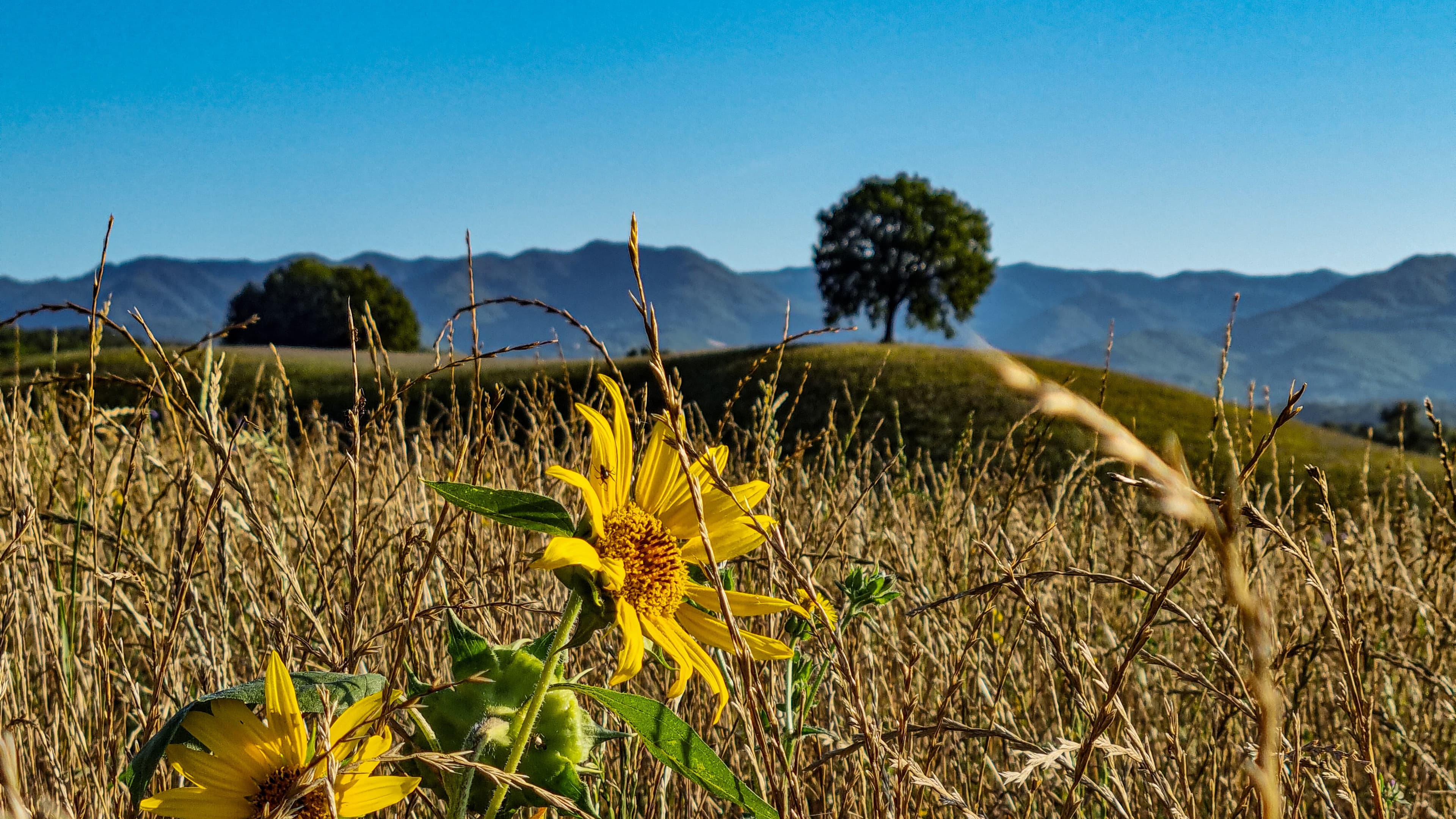 Immagine di copertina per Il custode silenzioso di Piazzano su Mugello